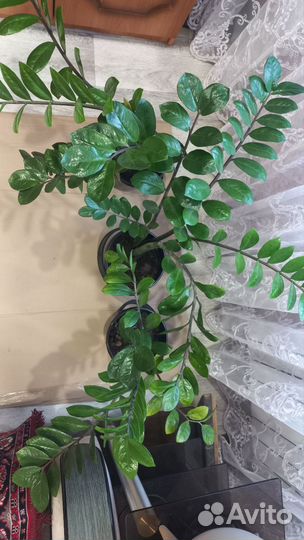 Замиокулькас