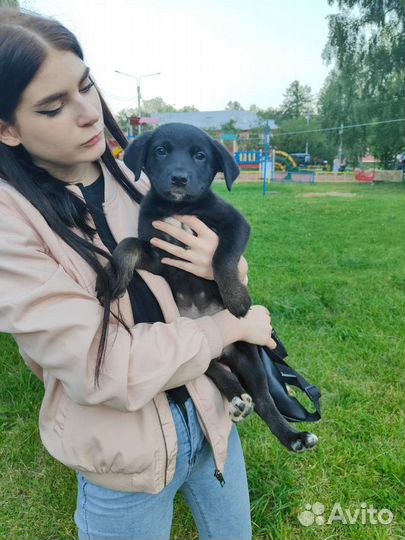 Щенок девочка в добрые руки