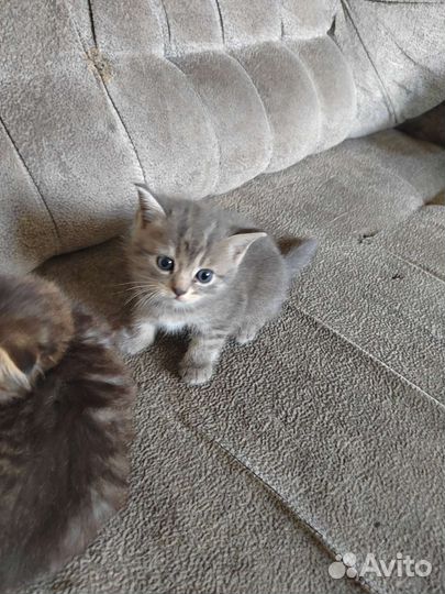 Котята британцы вислоухие