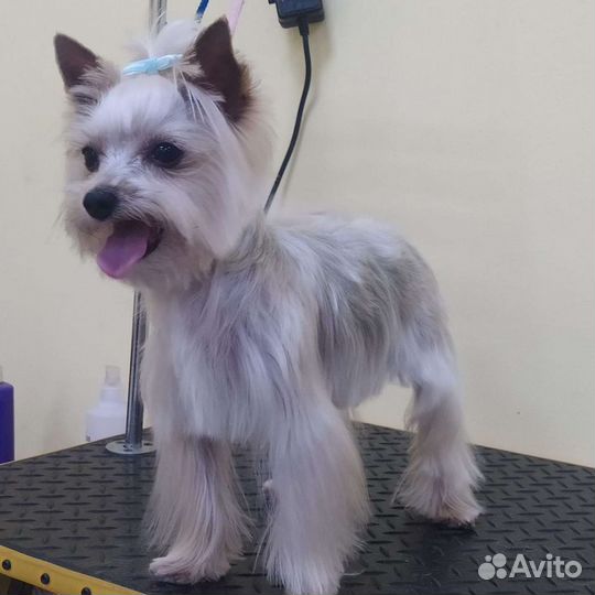 Груминг собак