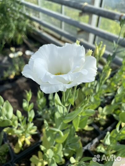 Эустома (лизиантус) микс