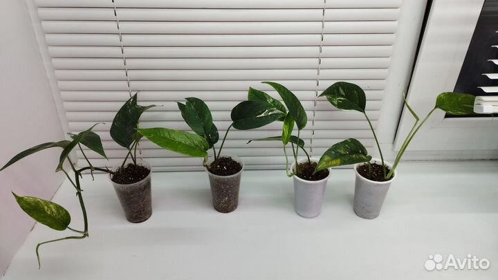 Сциндапсус, эпипремнум