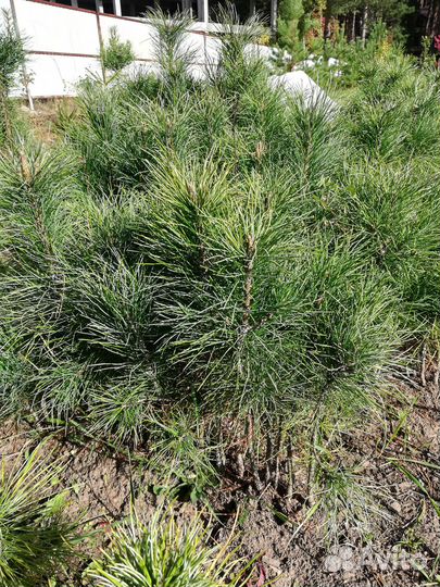 Ива Нана, Маяк, извилистая