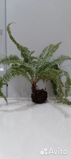 Папоротник нефролепис кардиковый