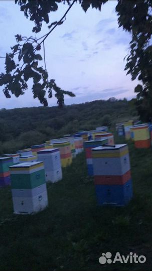 Мед свежий 2023 сбора. Мёд в сотах