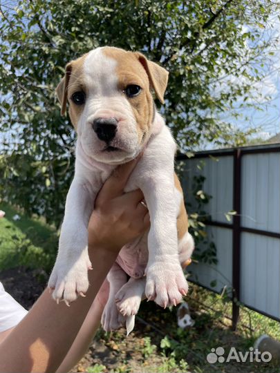 Щенки амстаффа