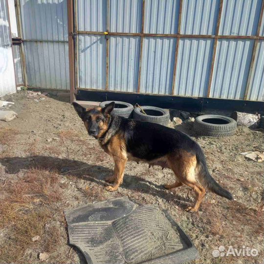 Щенки в добрые руки (мама немецкая овчарка)