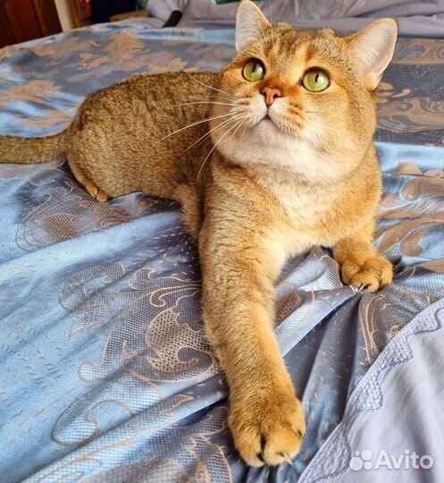 Шотландский кот вязка