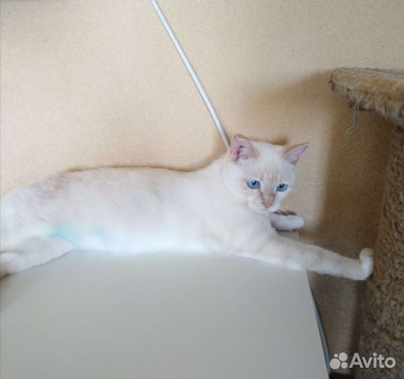 Тайская кошка