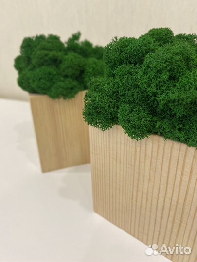 Декор из мха, панели из мха, озеленение