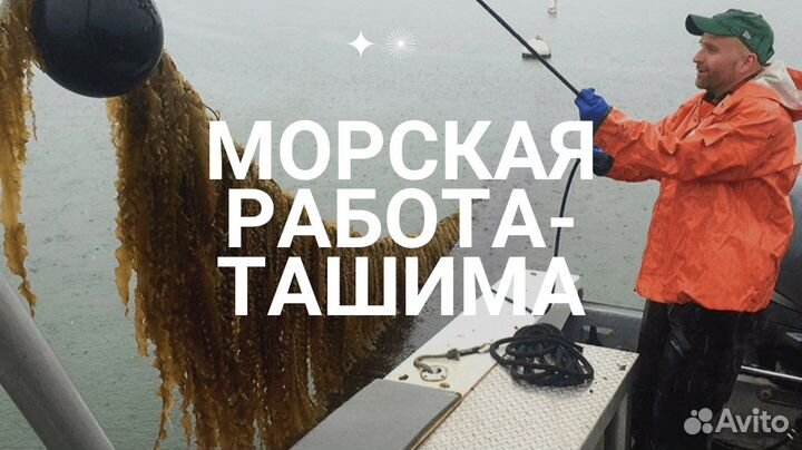 Сборщик морской капусты в Южной Кореи