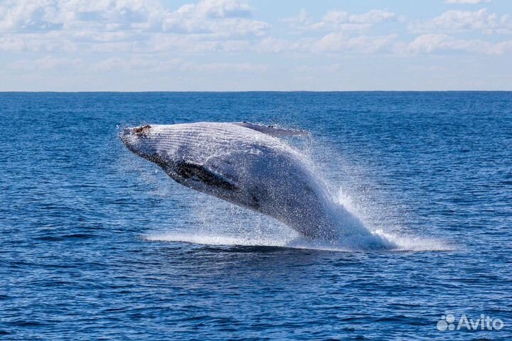 Путешествие по Баренцеву морю за китами