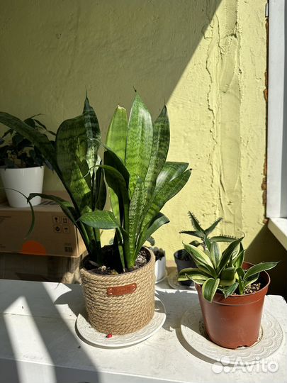 Сансевиерия