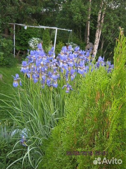 Ирис сибирский