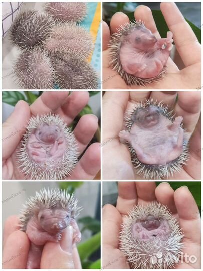 Африканский ёжик