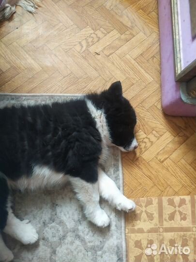 Щенок в добрые руки бесплатно