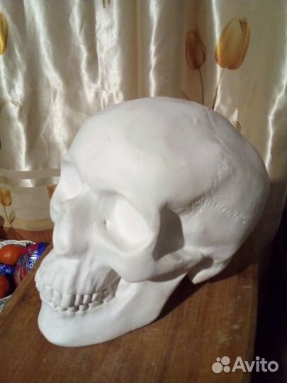 Череп