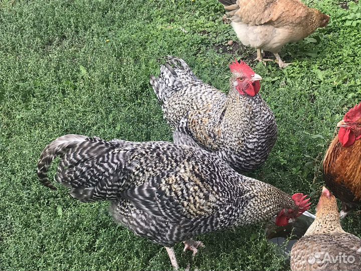 Петухи. Серебристый кукушечный маран