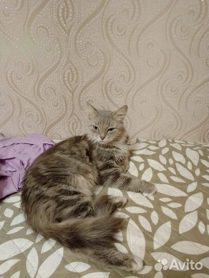 Кошки в добрые руки