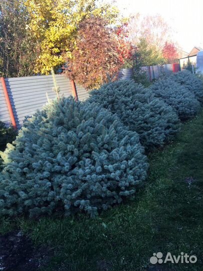Голубые ели экстра класса Ландшафт Освещение