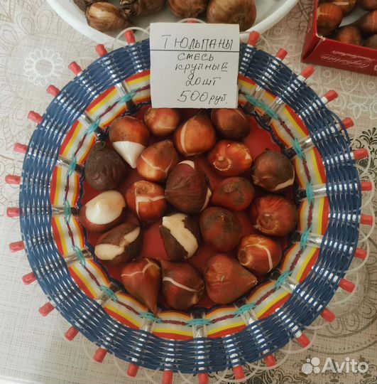 Луковицы тюльпанов и нарциссов