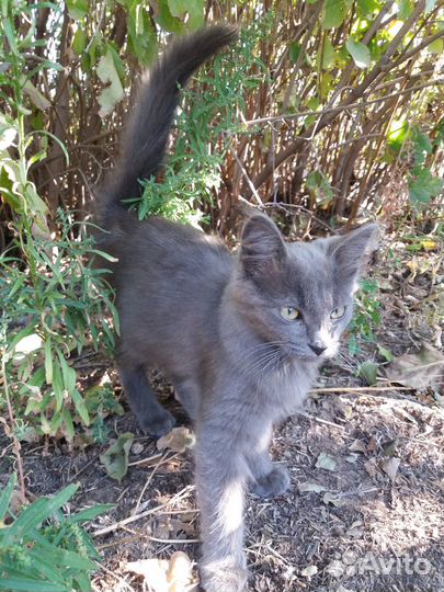 Котенок дымчатый