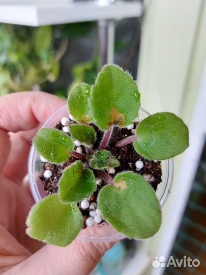 Сортовая фиалка Lituanika (Литуаника)