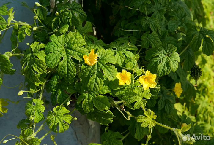 Момордика харанция, семена