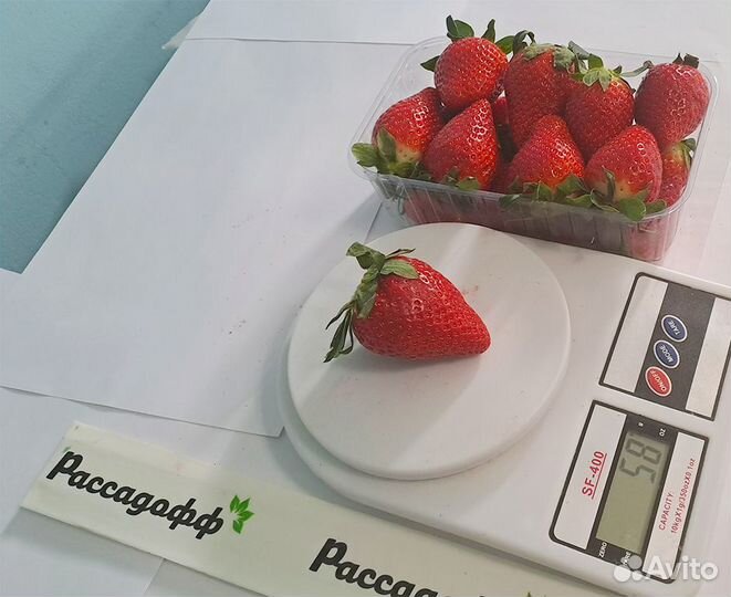 Рассада клубники. Опт от 64 шт