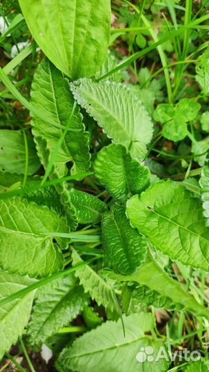 Саженцы и семена лекарственных растений