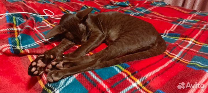 Ориентал.Кот