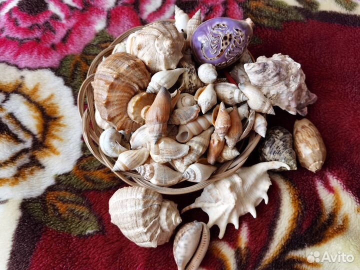 Набор морских ракушек