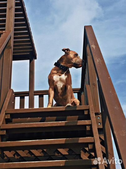 Питбуль вязка