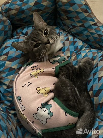 Миниатюрная кошечка-охотница