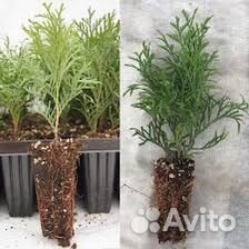 Укорененные черенки Туя Смарагд (кассета)