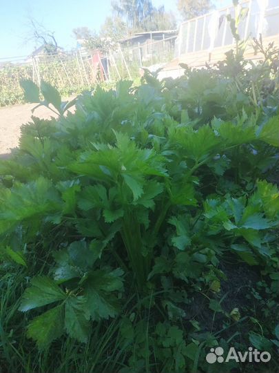 Свежая зелень