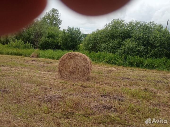 Сено в тюках