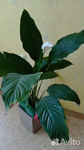 Спатифиллум королевский купить в Москве | Товары для дома и дачи | Авито