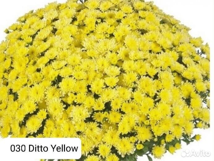 Хризантема мультифлора