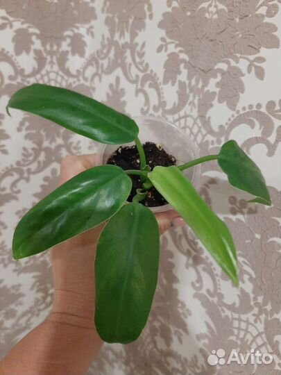 Филодендроны