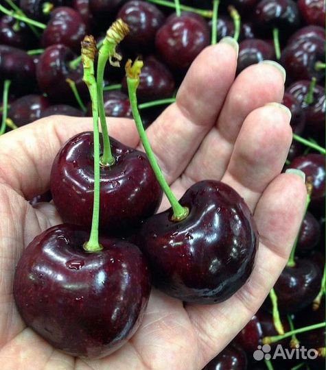 Черенки для прививки