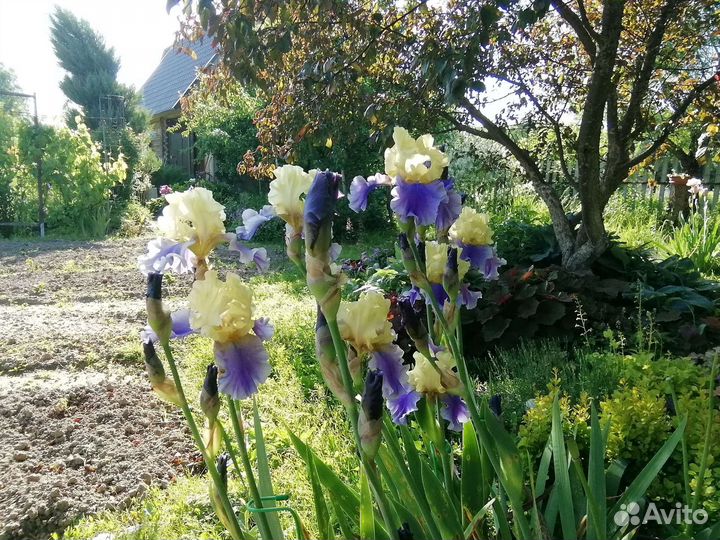 Ирис бородатый
