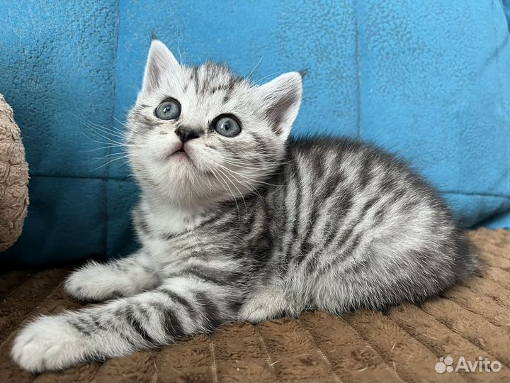 Шотландские котята