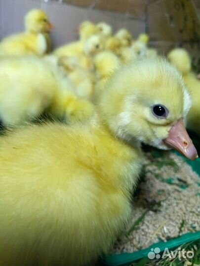 Гусята Муларды цыплята