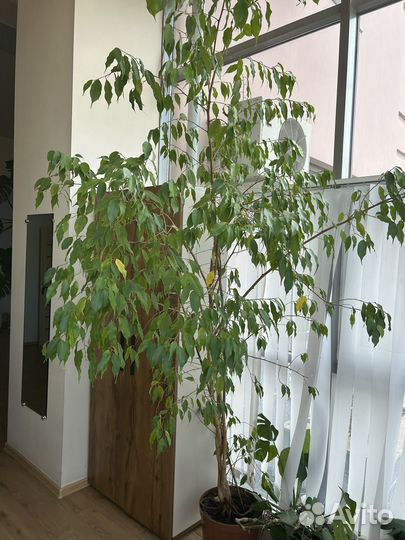 Фикус бенджамина большой