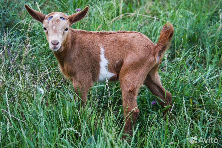 Камерунские, ламанча