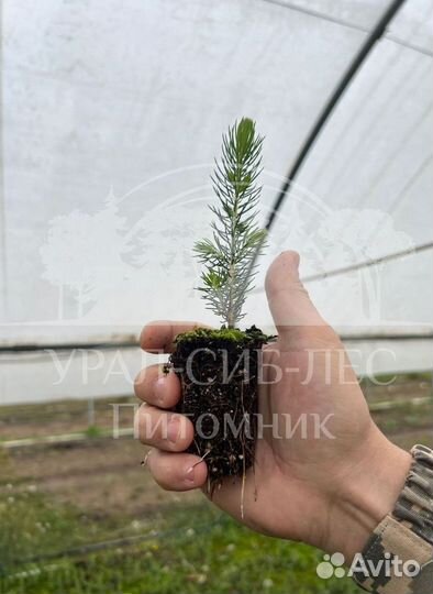 Голубая Ель сеянцы в кассетах саженцы зкс