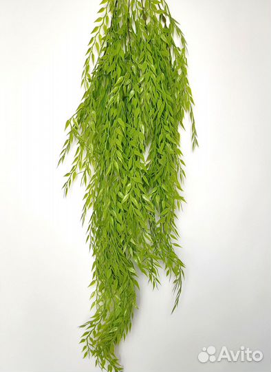 Растения для прихожей тилландсия мейт опт