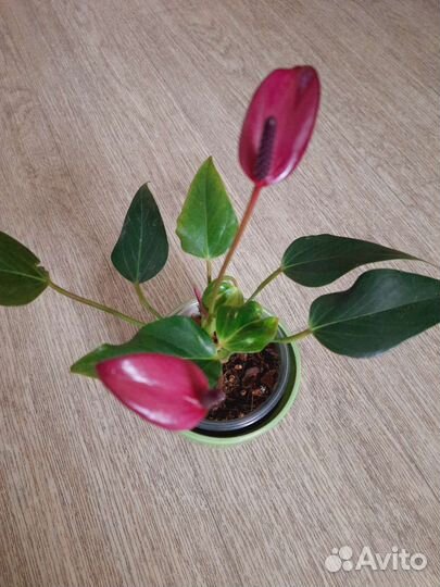 Антуриум Зизу