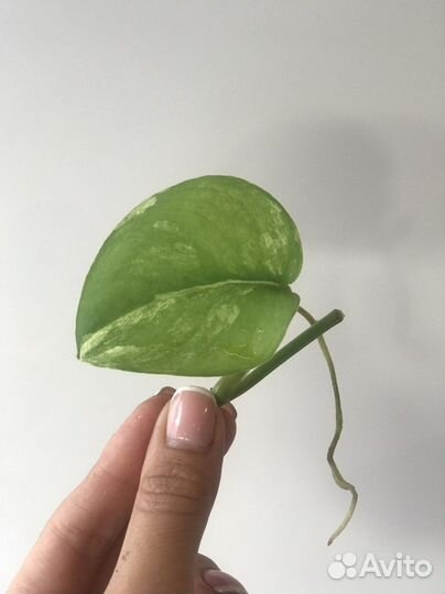 Сциндапсус Жаде сатин вариегатный